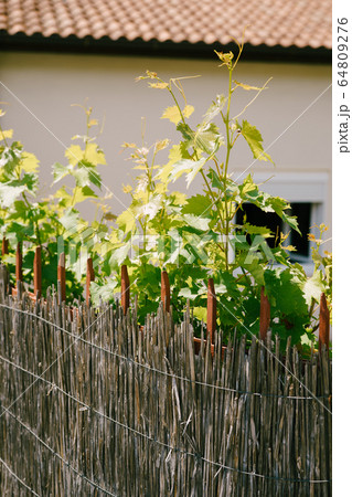 Young grapes grow because of bamboo fence in the background of a house with tiles 64809276