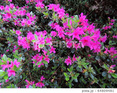Rhododendron in spring during flowering Rhododendron in spring during flowering 64809481