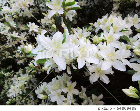 Rhododendron in spring during flowering Rhododendron in spring during flowering 64809488