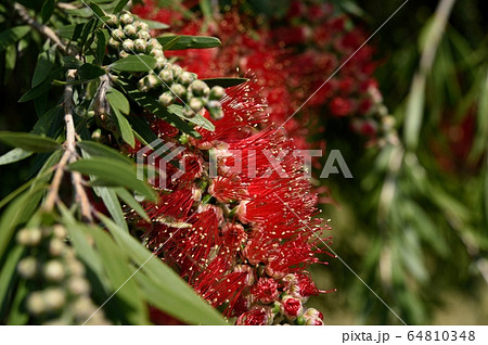 ブラシノキの花 ブラシノキの花 64810348