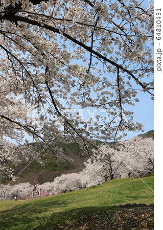 満開のソメイヨシノの桜と桜並木 64810431