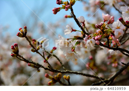 ソメイヨシノ 64810959