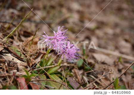 ショウジョウバカマ 64810960