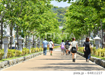 神奈川県鎌倉市 段葛 夏 新緑 鶴岡八幡宮 神奈川県鎌倉市 段葛 夏 新緑 鶴岡八幡宮 64811227