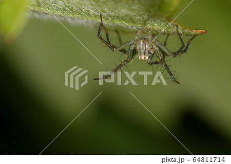 生き物 蜘蛛 ササグモ 四月の若いオス トゲトゲの脚と愛嬌のある顔 大きさは一センチ足らずの写真素材