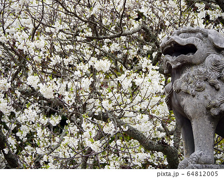 狛犬 ミドリヨシノ 桜 固有種 狛犬 ミドリヨシノ 桜 固有種 64812005