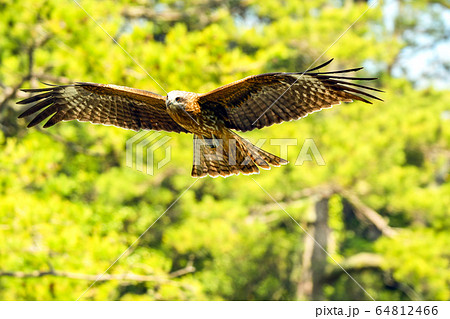 鷹 鷲 鳶 飛翔 鷹 鷲 鳶 飛翔 64812466