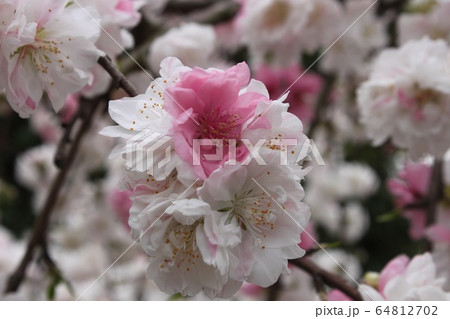 堺市大仙公園のはなもも 64812702