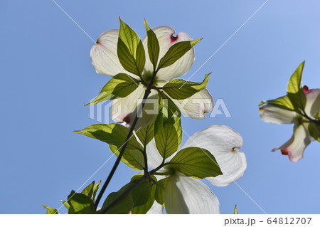 春の庭に咲くかわいい花たち 春の庭に咲くかわいい花たち 64812707