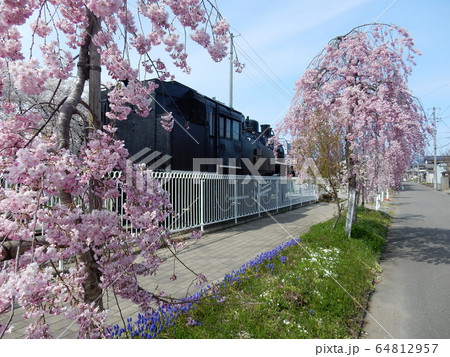 日中線しだれ桜（喜多方市） 64812957