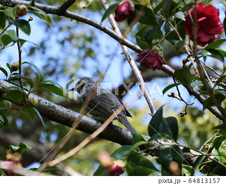 ヒヨドリと椿 ヒヨドリと椿 64813157