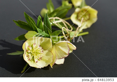 クリスマスローズ  64813953