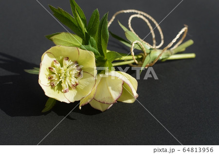 クリスマスローズ  64813956