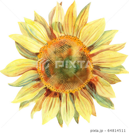 Watercolor sunflower isolated on white background. 64814511