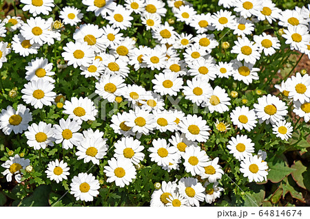 クリサンセマム・パルドサム （ノースポール） 64814674