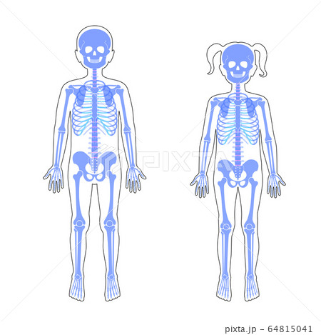 female skeleton diagram