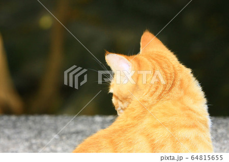 8 Nov 2008 the Street Cat at the island of hong 8 Nov 2008 the Street Cat at the island of hong 64815655