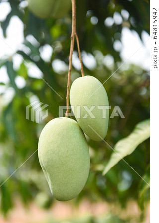 raw mango hanging on tree with leaf background in 64815942