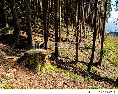 杉林と切り株 64816054