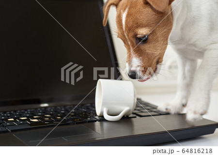 Dog spilled coffee on the computer laptop 64816218