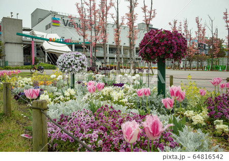 お台場の花壇 お台場の花壇 64816542