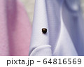 洗濯物に付くカメムシ 64816569