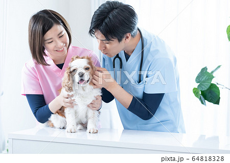 獣医さんとキャバリア 64818328