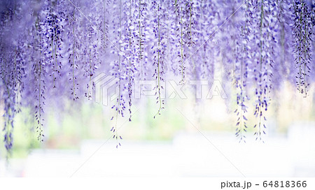 骨波田の大藤　天然記念物 64818366