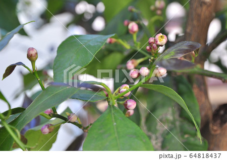 レモンの花のつぼみの写真素材