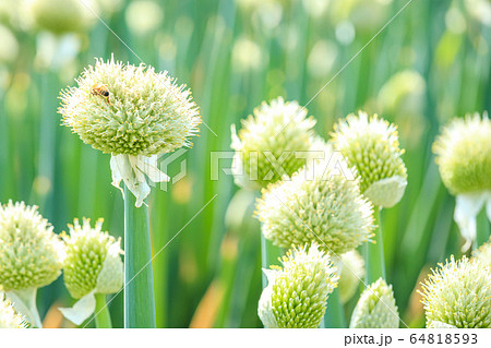 見沼田んぼ 長ネギ畑の写真素材