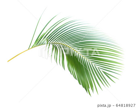 green leaf of palm tree on white background with 64818927