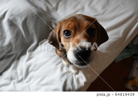 ビーグル 室内犬 中型犬 子犬 パピー 犬の写真素材
