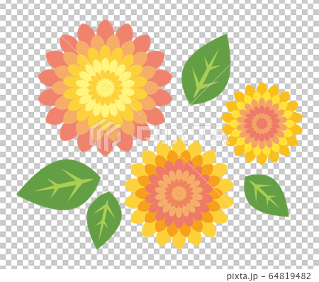 花 ダリア 花 ダリア 64819482