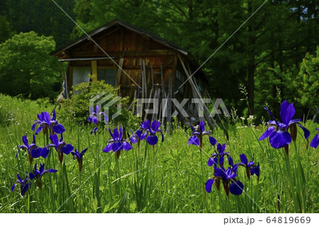 南会津町前沢曲屋集落の小屋にアヤメ咲く花菖蒲園 64819669