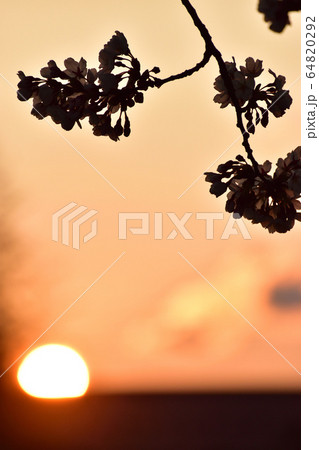 夕焼け 桜 逆光 縦ver の写真素材