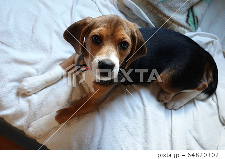 ビーグル 室内犬 中型犬 子犬 パピー 犬の写真素材