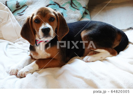 ビーグル　室内犬　中型犬　子犬　パピー　犬 64820305