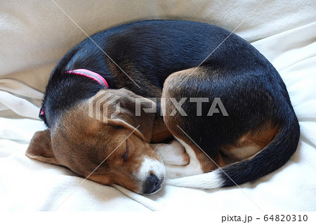 ビーグル 室内犬 中型犬 子犬 パピー 犬 ビーグル 室内犬 中型犬 子犬 パピー 犬 64820310