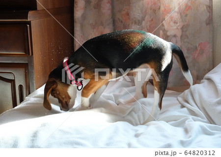 ビーグル 室内犬 中型犬 子犬 パピー 犬 ハウスダスト ほこり ビーグル 室内犬 中型犬 子犬 パピー 犬 ハウスダスト ほこり 64820312