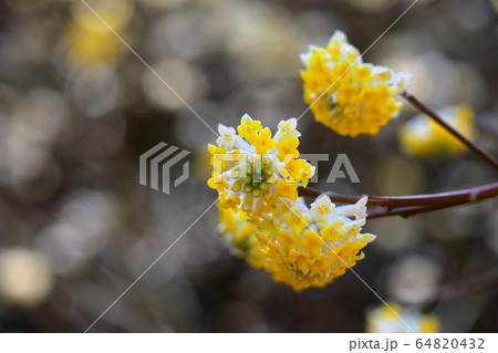 ミツマタの群生地 64820432