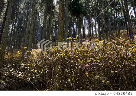 ミツマタの群生地 64820435