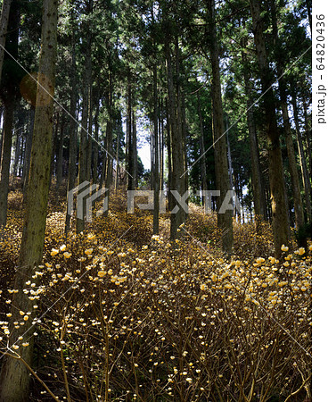 ミツマタの群生地 ミツマタの群生地 64820436