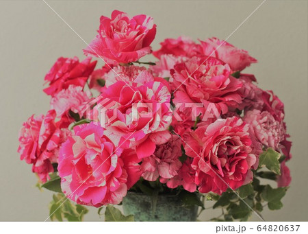 アートクリーローズ 64820637