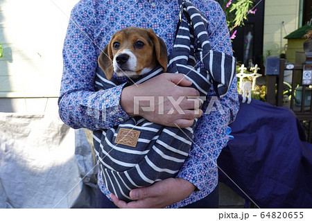 ビーグル スリング 子犬 パピー 犬 抱っこの写真素材