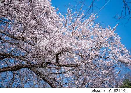 エドヒガンザクラ　　鉢形城公園　寄居町 64821194
