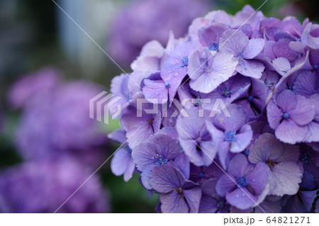 紫陽花 64821271