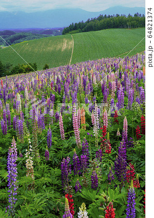 ルピナスの花と丘 64821374