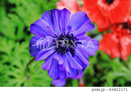 アネモネ 春の花 風の花 はかない恋 アネモネ 春の花 風の花 はかない恋 64822171