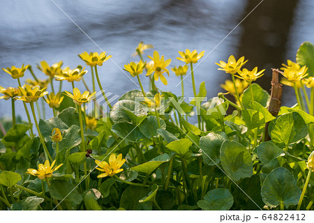 深谷　緑の王国　 64822412