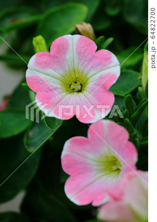 サフィニア　ペチュニア　春の草花　ピンクハート　心の安らぎ 64822700